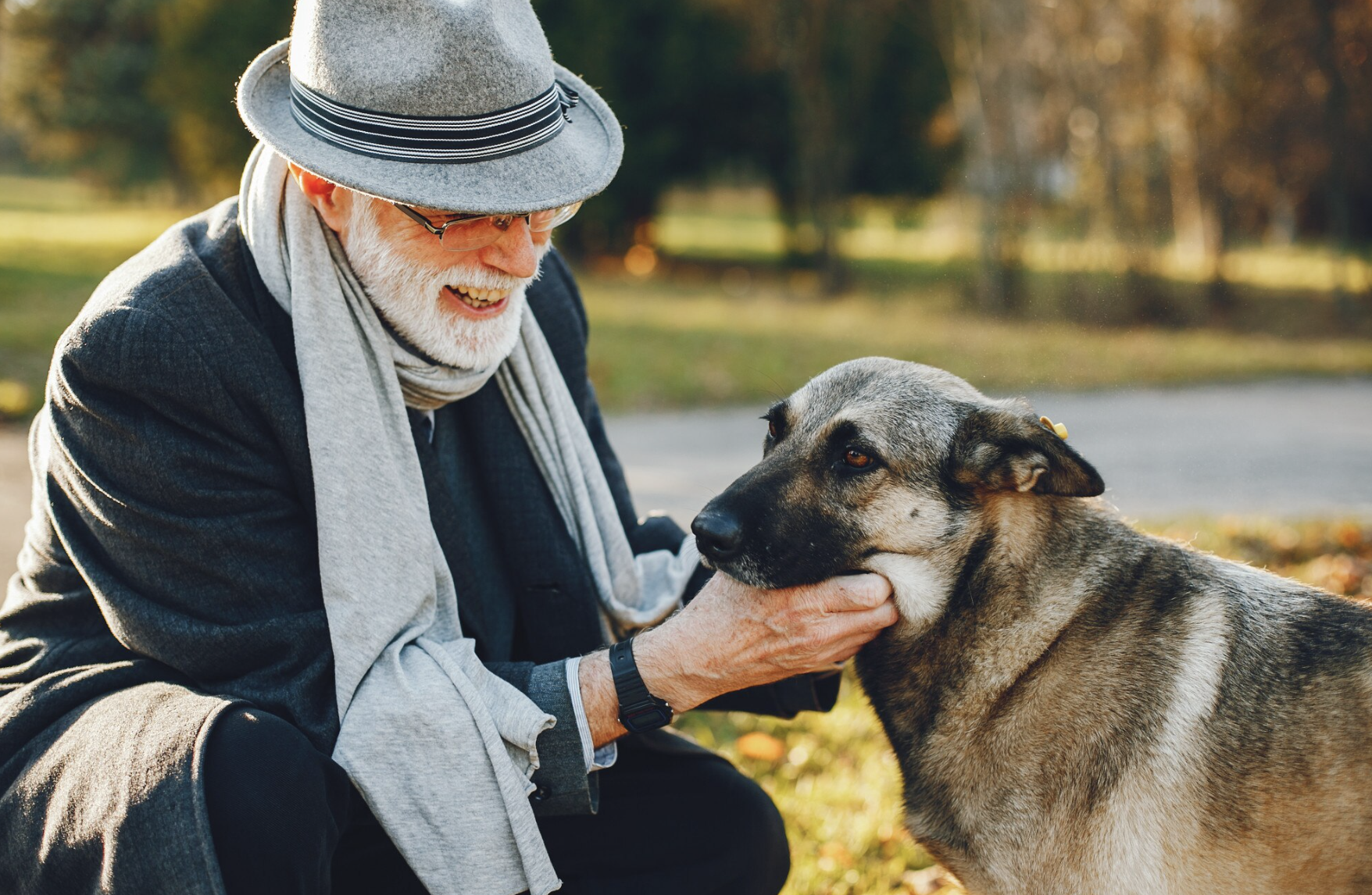 Happy Golden Retriever in Fremantle